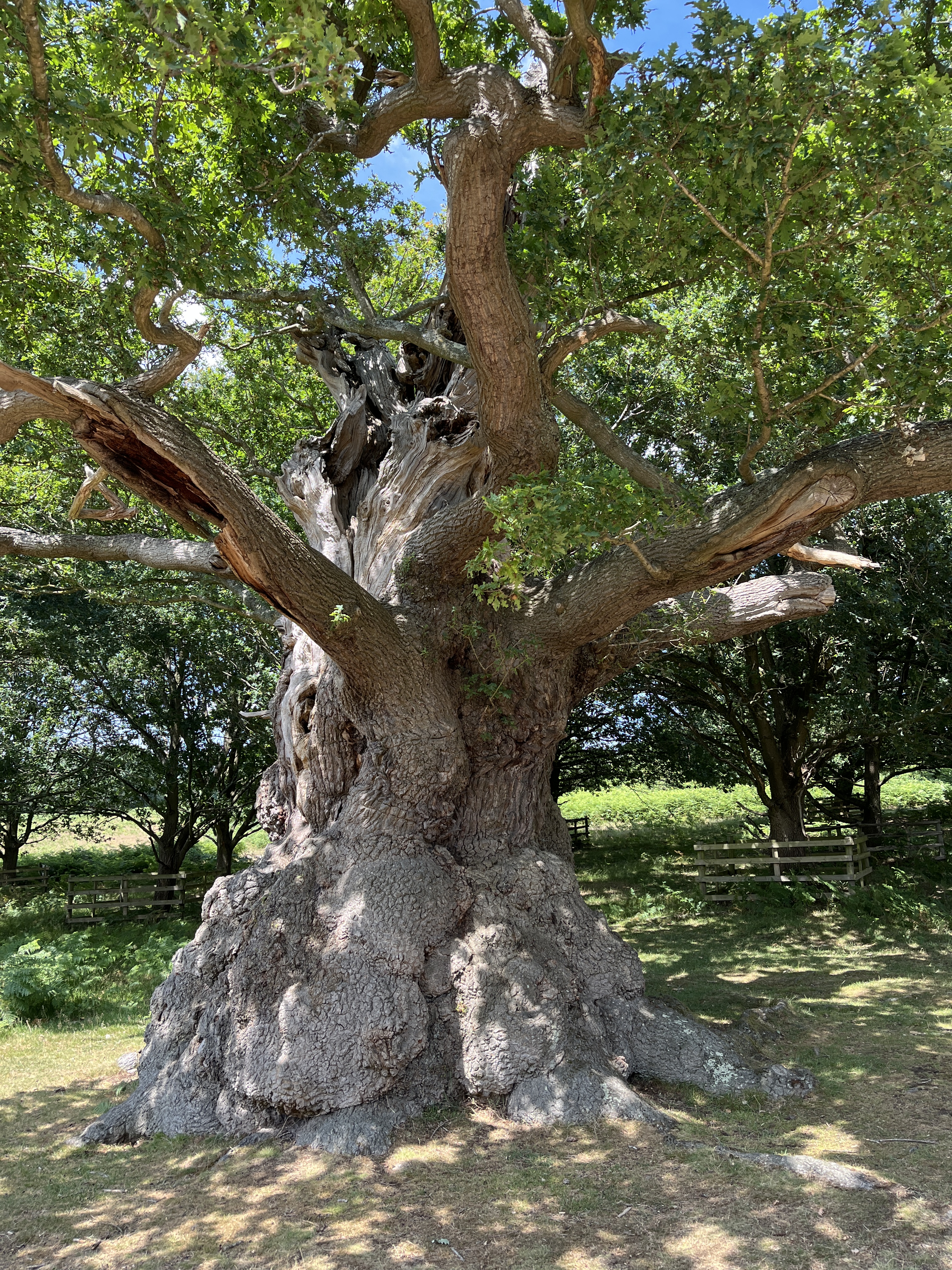 Trees in Bradgate Park – John Smith's